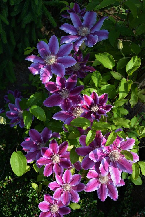clematis  flowers  purple