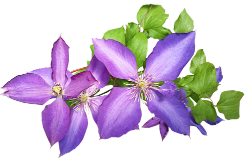 clematis  purple  flower