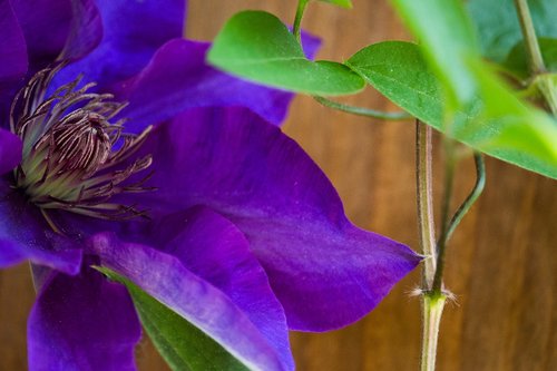 clematis  blossom  bloom