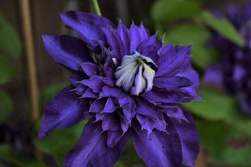 clematis  garden plant  botany