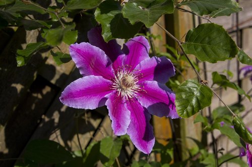 clematis  flower  garden