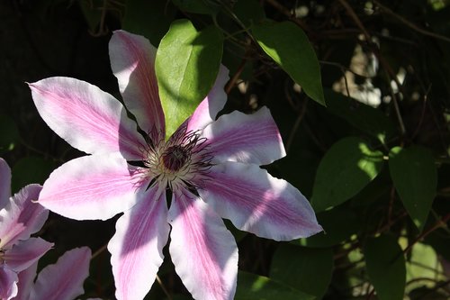 clematis  climber  spring