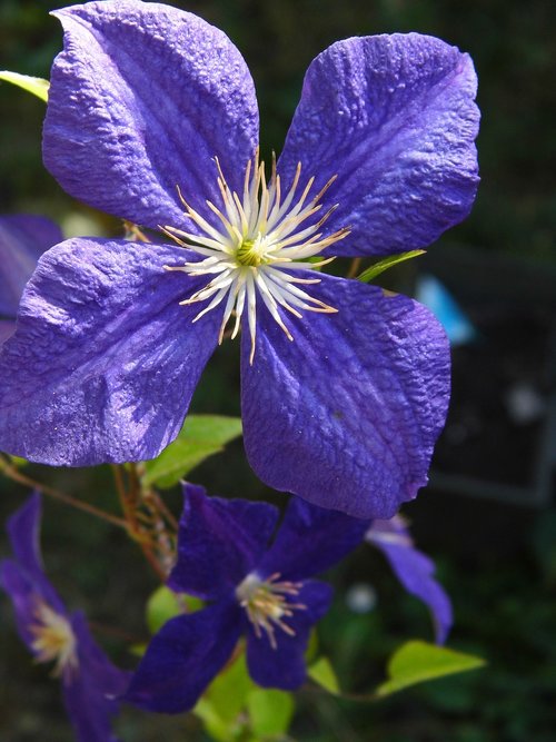 clematis  blue flower  plant