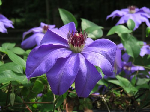 clematis  purple  flower