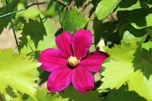 clematis  creeper  flower