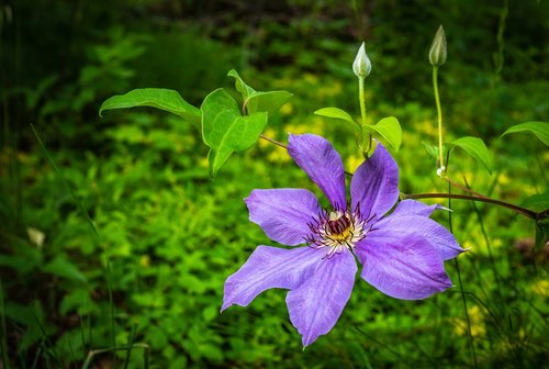 clematis  flower  purple