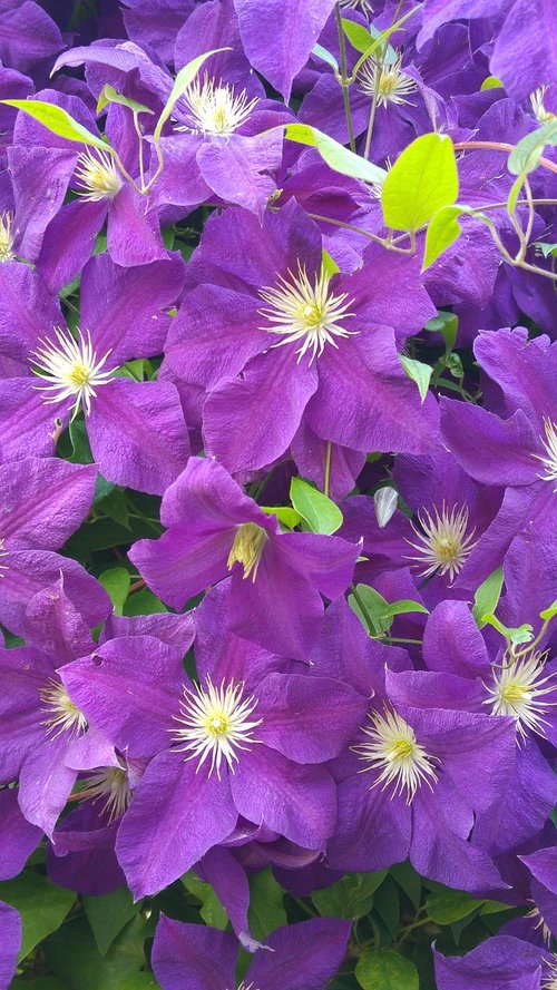 clematis  pirple  violet