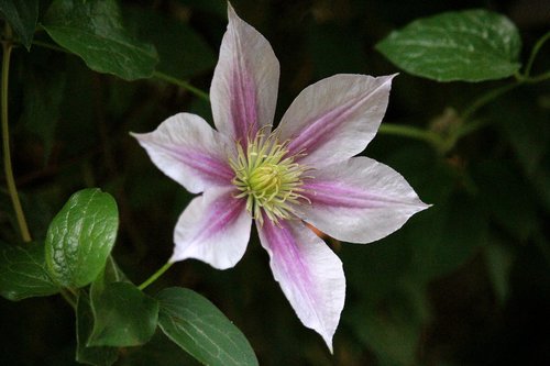 clematis  pink  entwine