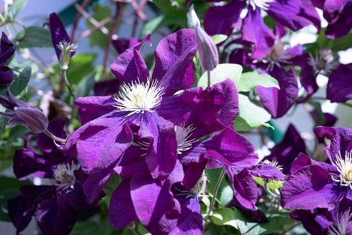 clematis  violet  flower