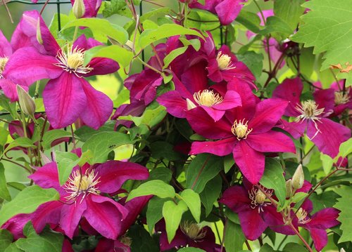 clematis  pink flowers  creeper