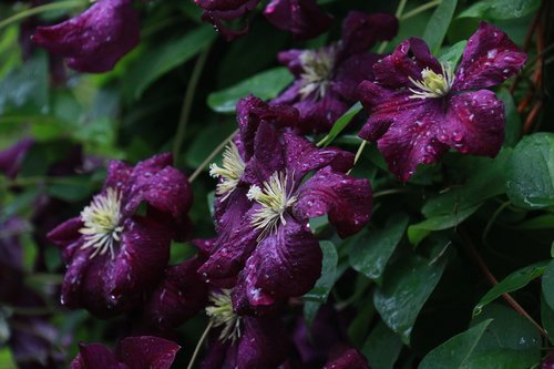 clematis  flower  violet