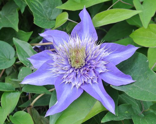clematis  blue  blossom