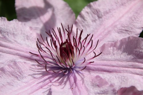 clematis  clematis pink  creeper