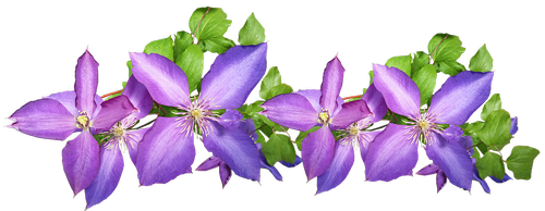 clematis  purple  arrangement