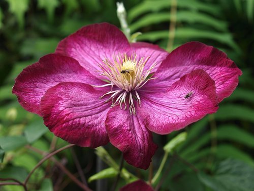 clematis  flower  bloom