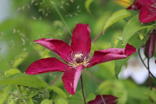 clematis  flower  plant