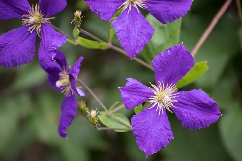 clematis  flowers  creeper