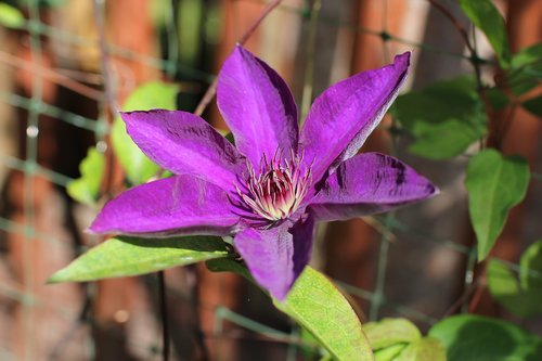 clematis  plant  flowers