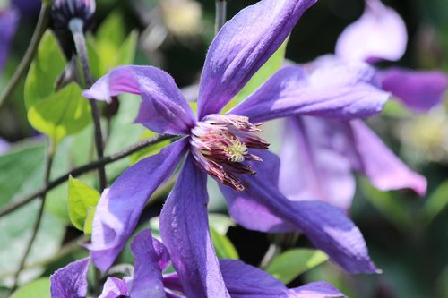 clematis  flower  plant
