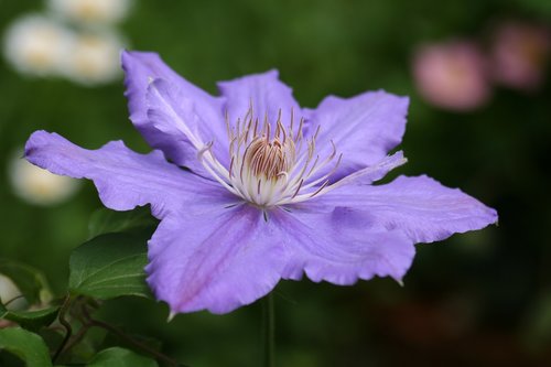 clematis  purple flowers  garden
