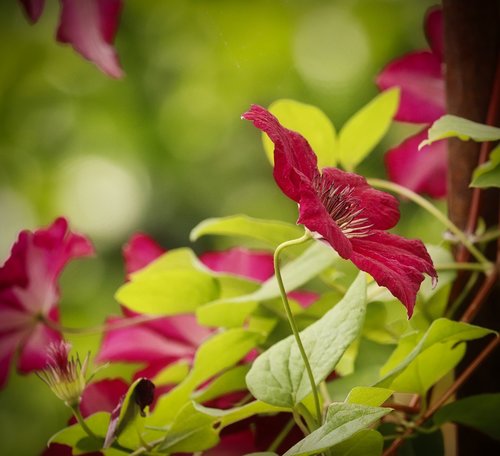 clematis  red  flower