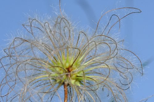 clematis  ranunculaceae  ornamental plant flower