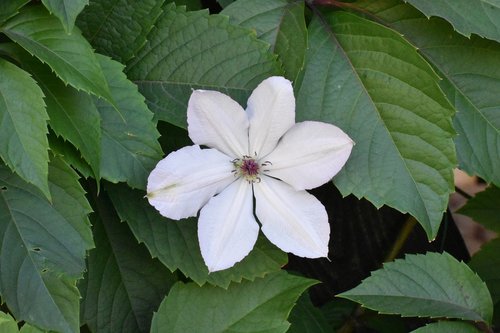 clematis  flowers  plants