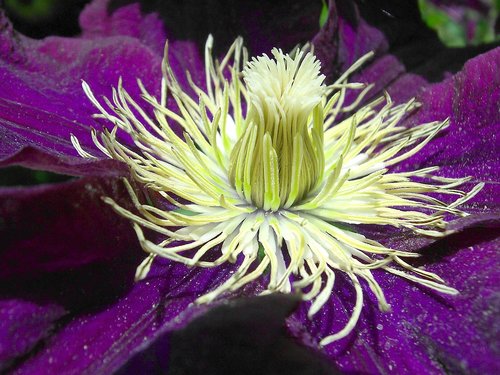 clematis  purple  flower