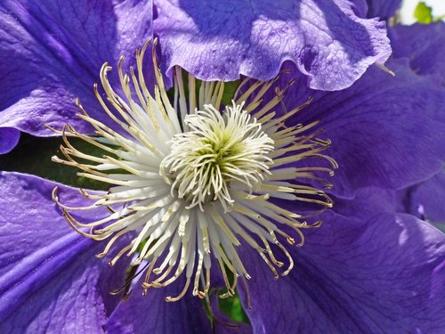 clematis  blossom  bloom