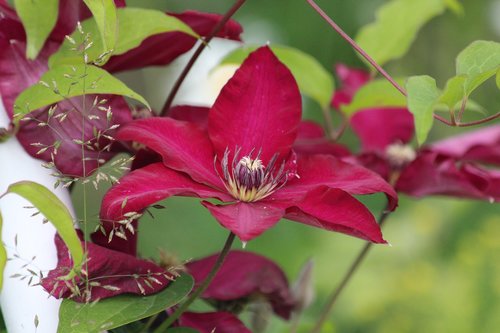 clematis  flower  plant