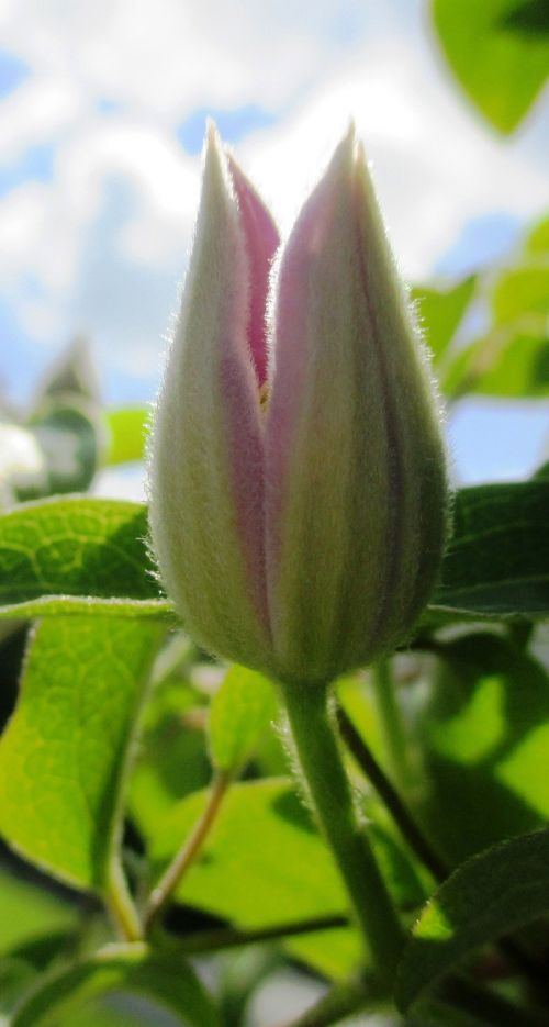 clematis climber bud