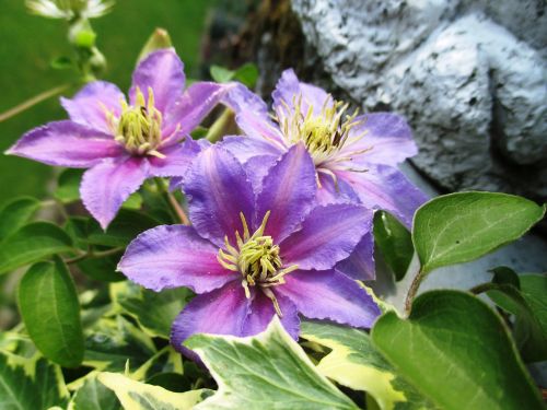 clematis light purple climber