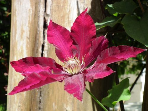 clematis flower blossom