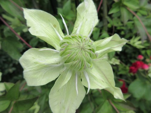 clematis  yellow  blossom