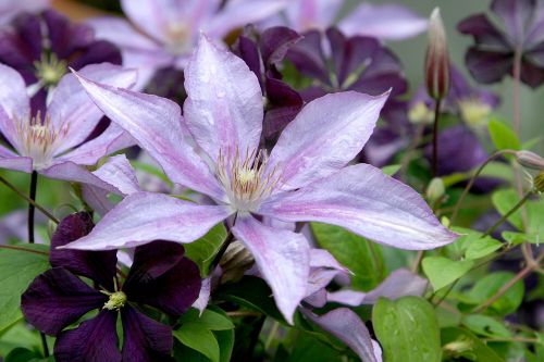 clematis flower vine