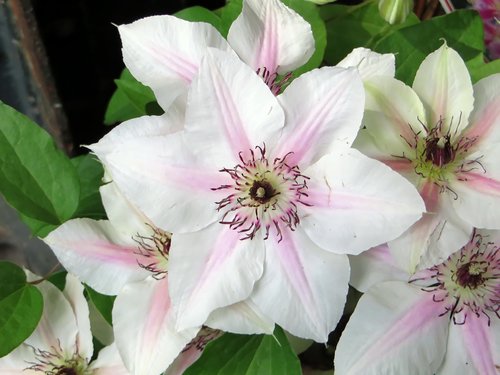 clematis  renonculacée  flower