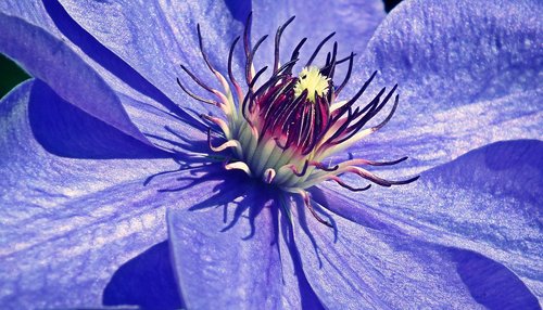 clematis  flower  macro