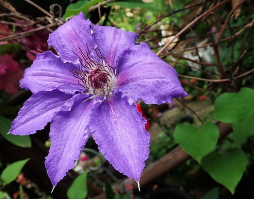 clematis  flower  purple