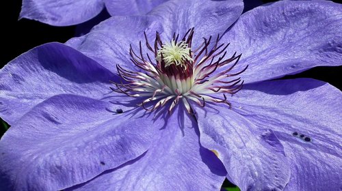 clematis  creeper  flower