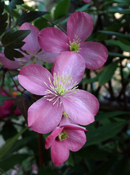 clematis  pink  flower