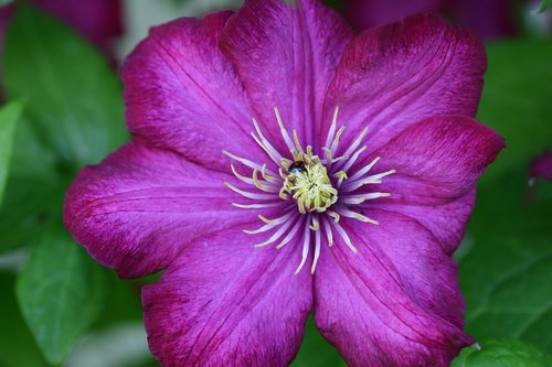 clematis  blossom  bloom