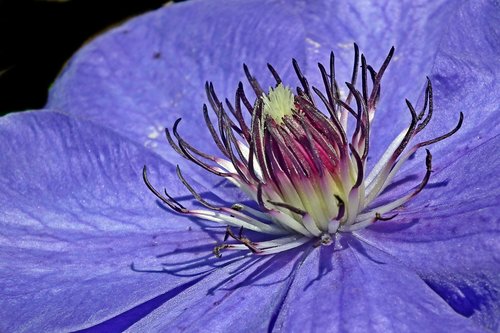 clematis  flower  blue