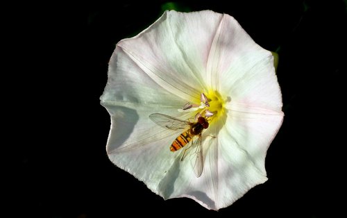 clematis  flower  white