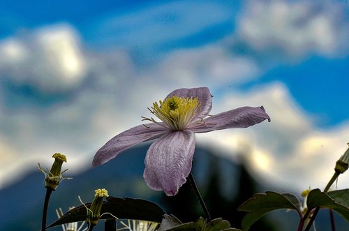 clematis  flower  nature