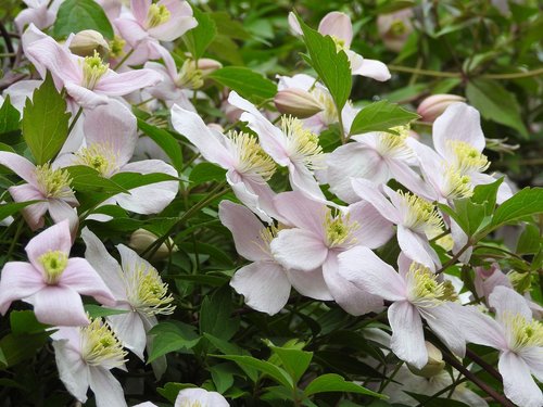 clematis  blossom  bloom