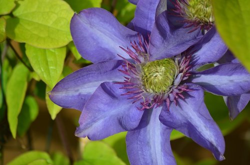 clematis  flowers  purple flowers