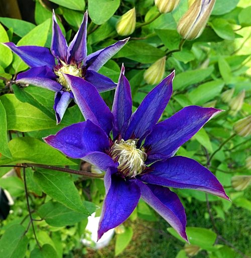 clematis  blue  blossom