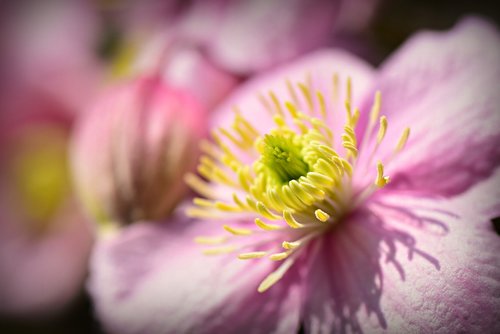 clematis  flower  plant