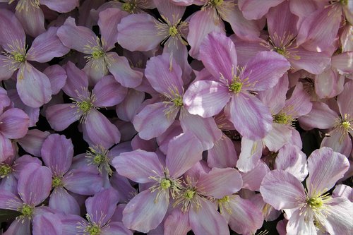 clematis  fresh  inflorescence
