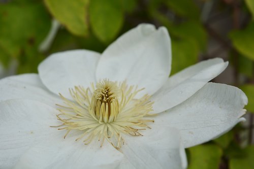 clematis  flora  flower